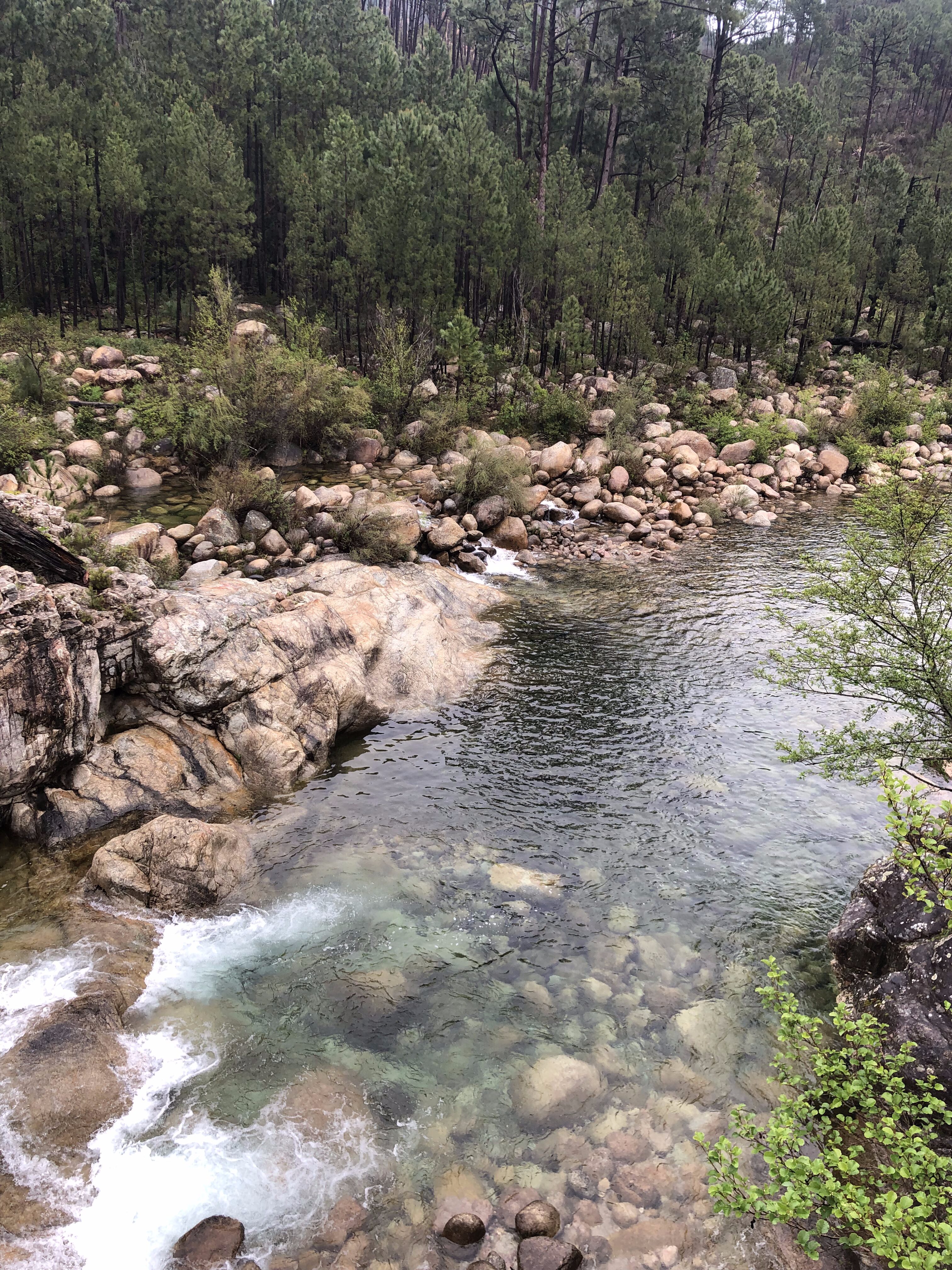 corse foret