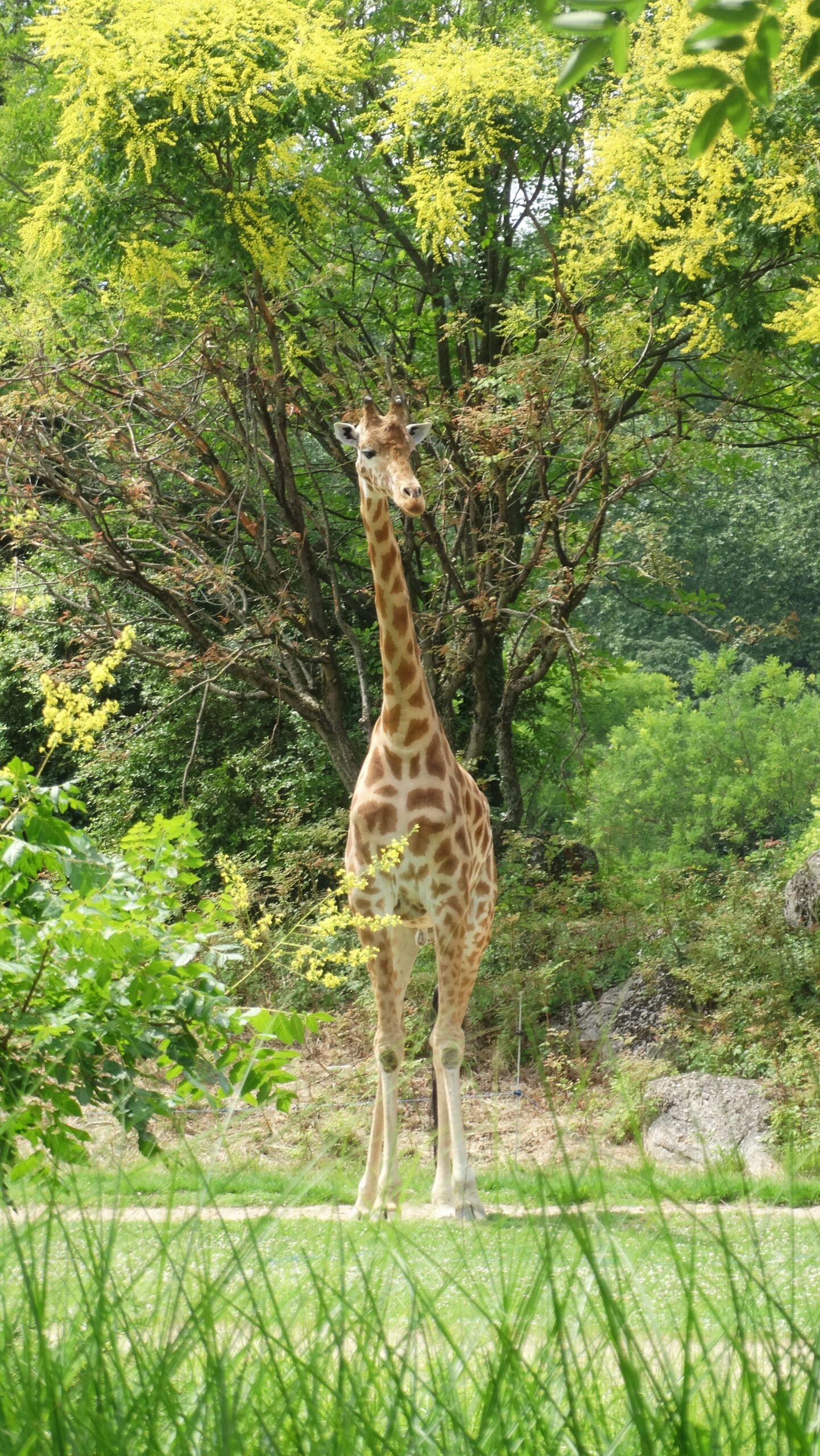 girafe lyon