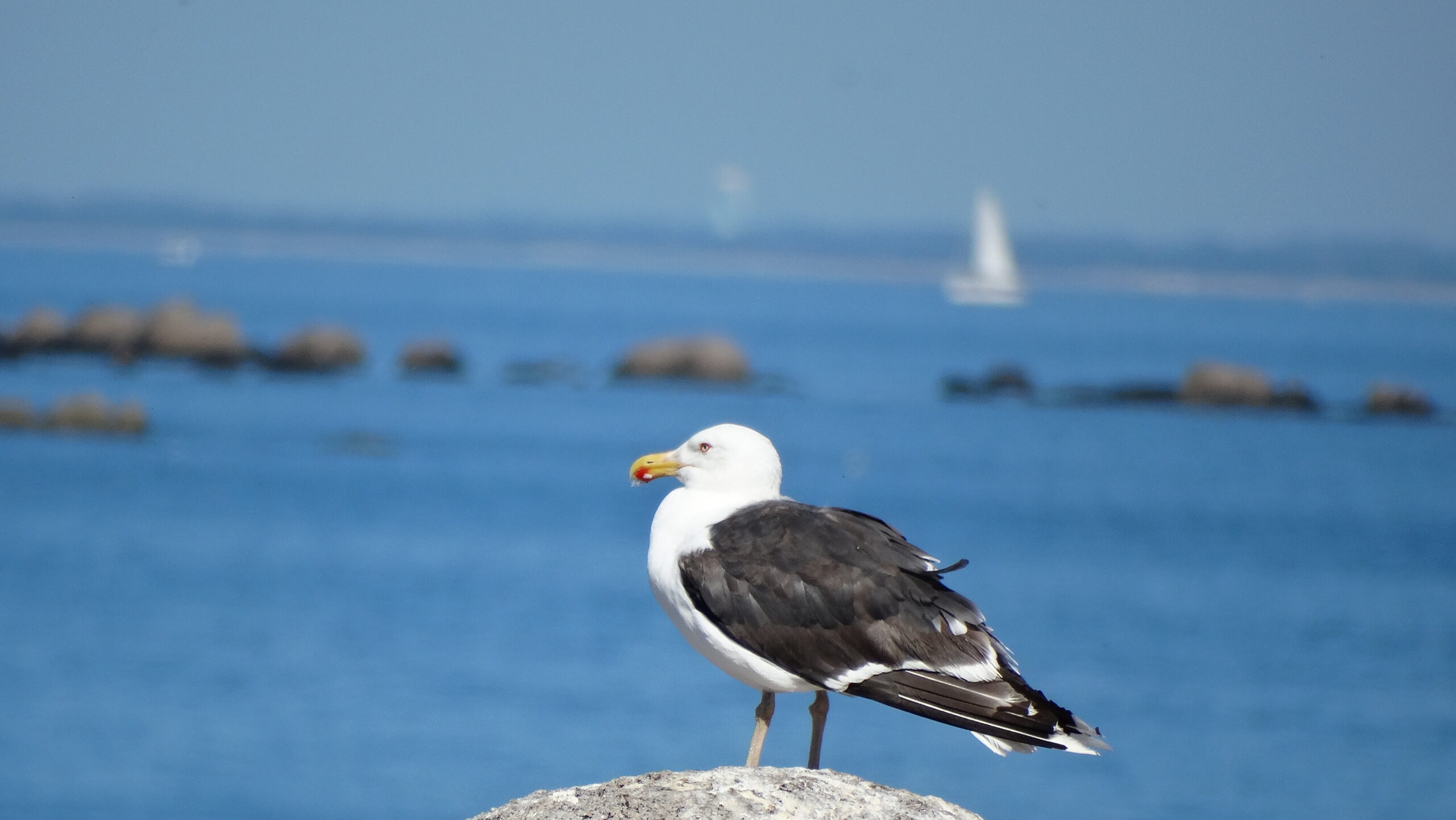 mouette